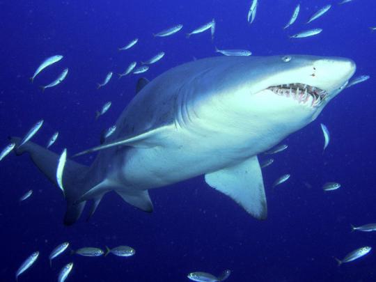 underwater shark Wallpapers HD \/ Desktop and Mobile Backgrounds