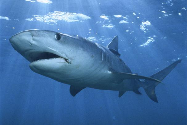 Beautiful Wallpapers: shark desktop wallpaper