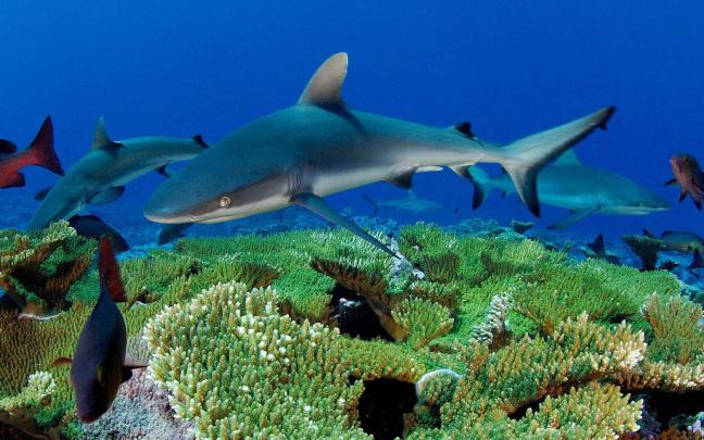 wallpapers: Sharks Desktop Wallpapers