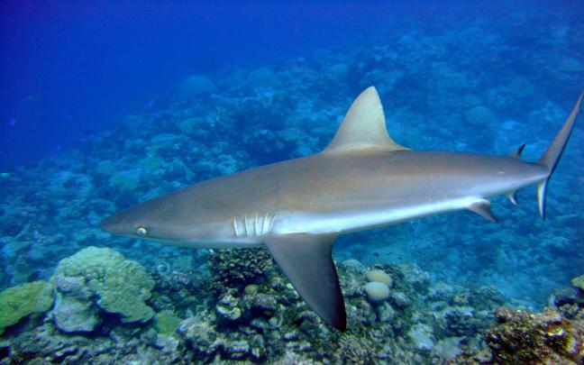 Gray Shark Desktop Wallpaper Hd Free Download