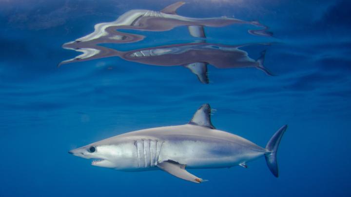 Desktop Shark HD Wallpapers
