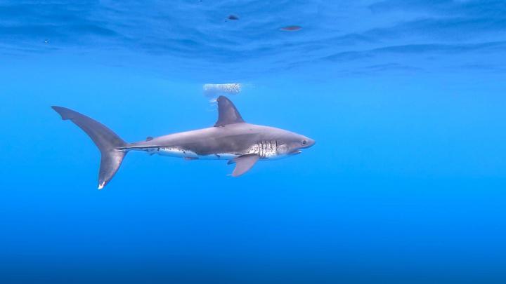 Shark Desktop Wallpapers