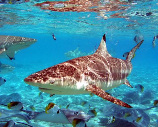 Beautiful Wallpapers: shark desktop wallpaper