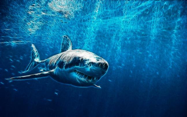 Shark HD Wallpapers \u2013 Page 14456 \u2013 Movie HD Wallpapers