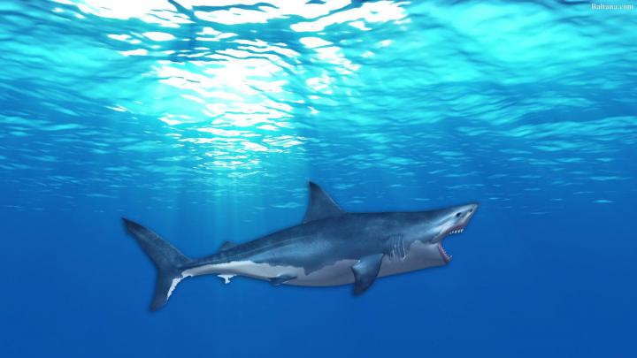 Desktop Shark Wallpapers