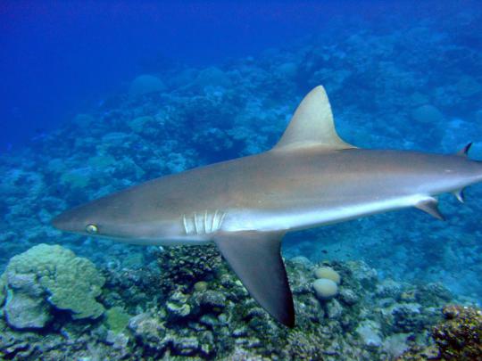 Gray Shark Desktop Wallpaper Hd Free Download