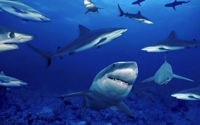 wallpapers: Sharks Desktop Wallpapers