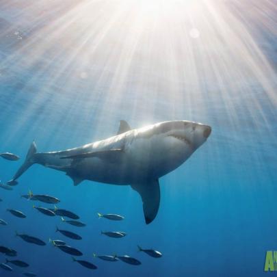10 Top Great White Shark Wallpaper FULL HD 1080p For PC Desktop 2020