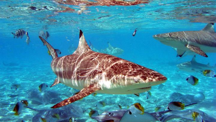 Shark-desktop wallpaper free download