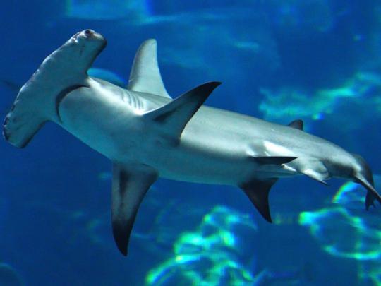 Hammerhead Shark Desktop Wallpaper Hd For Mobile Phones And Laptops 
