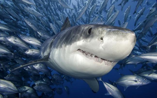shark image | HD Desktop Wallpapers