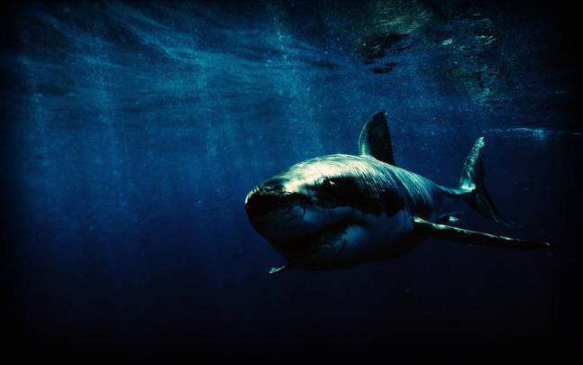 Download Shark Wallpaper