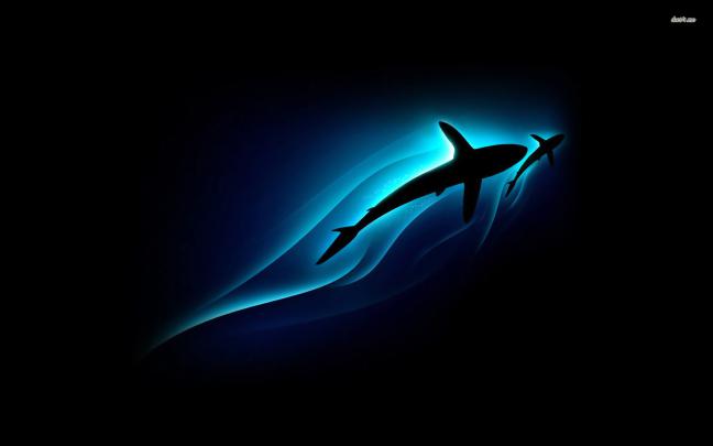 Shark Wallpapers Images Photos Pictures Backgrounds