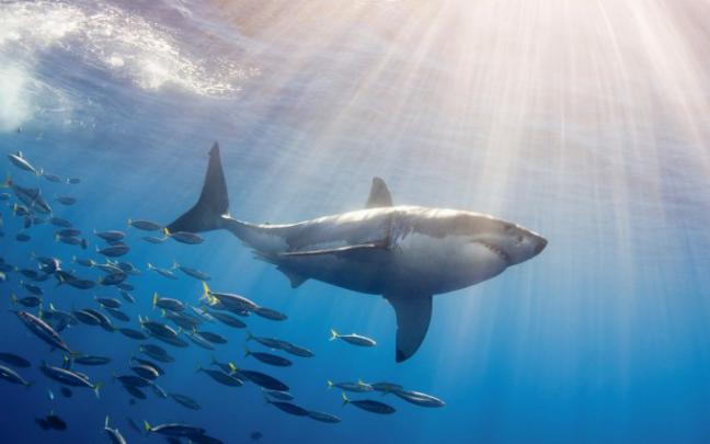 sharks | HD Desktop Wallpapers