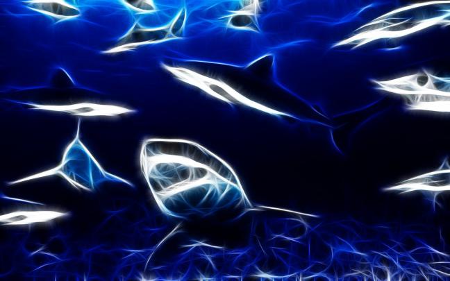 Shark Wallpaper and Background Image | 1680x1050 | 270580 