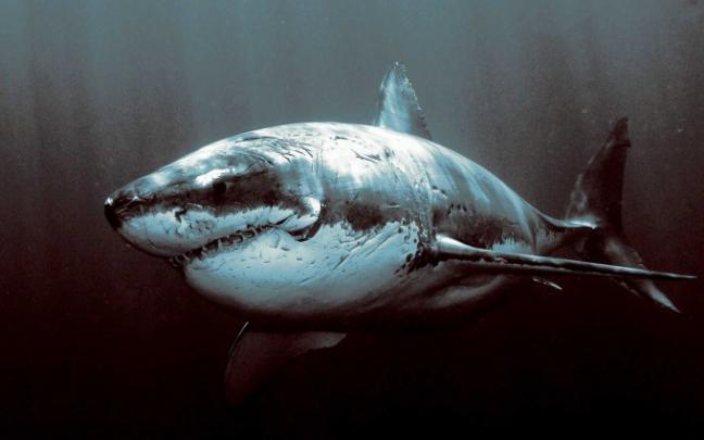 shark wallpaper hd - HD Desktop Wallpapers
