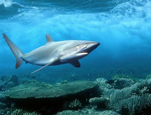 Free Download Shark HD Wallpapers For Desktop and Background 