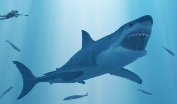 Free Download Shark HD Wallpapers For Desktop and Background 