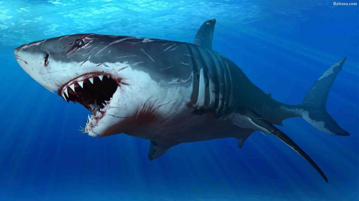 Shark Desktop Wallpapers