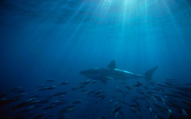 picture of shark - HD Desktop Wallpapers