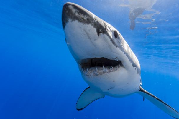 animals shark Wallpapers HD \/ Desktop and Mobile Backgrounds