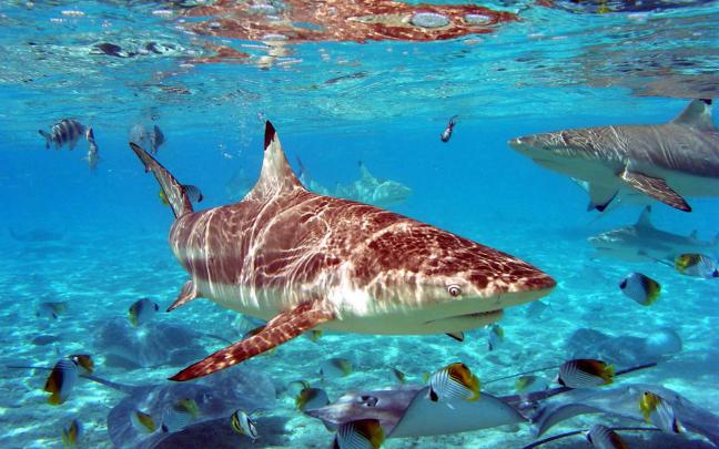 Shark-desktop wallpaper free download