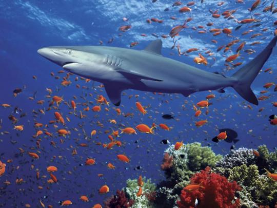 wallpapers: Shark Wallpapers