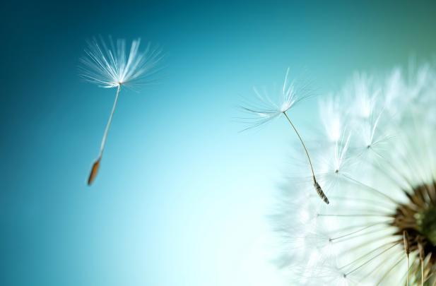 Dandelion Teal Desktop Wallpaper | Altometa