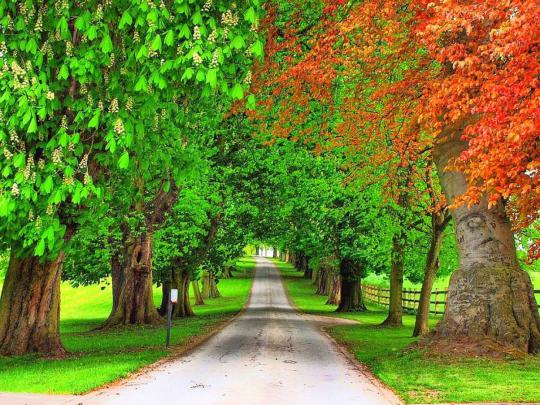 Tree Desktop Wallpaper