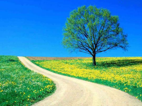 wallpaper: Lonely Tree Paography Wallpapers