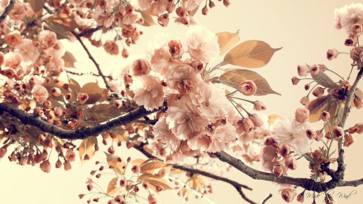 FREE 20+ Vintage Photography Desktop Wallpapers in PSD