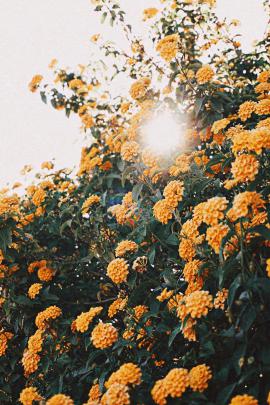 Orange VSCO Wallpapers