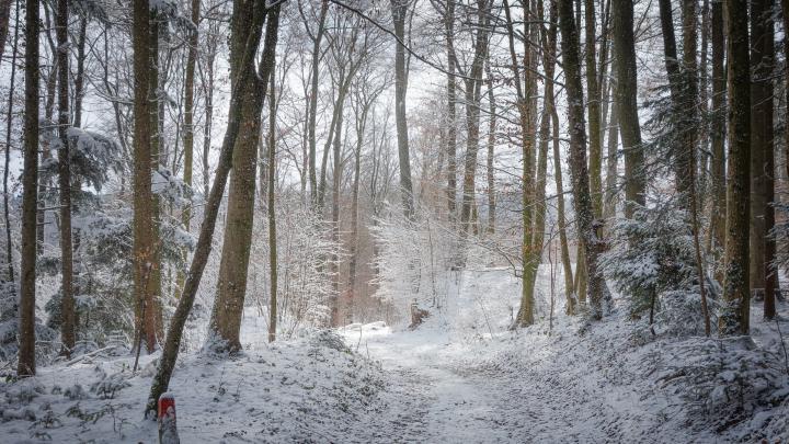 Winter Forest Wallpapers Images Photos Pictures Backgrounds