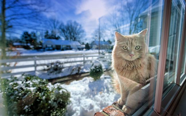 cat winter - HD Desktop Wallpapers