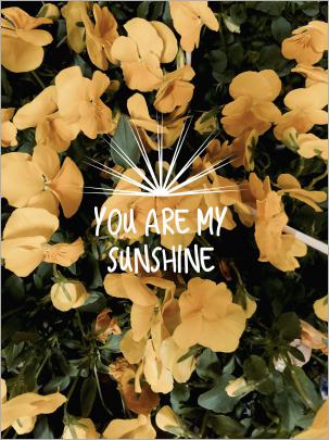 Yellow Aesthetic Flowers Wallpapers