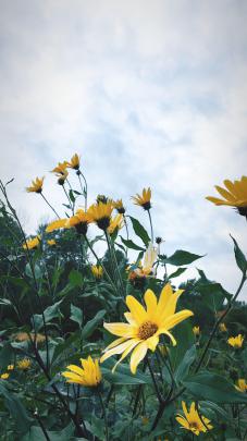 Yellow Aesthetic Flowers Wallpapers