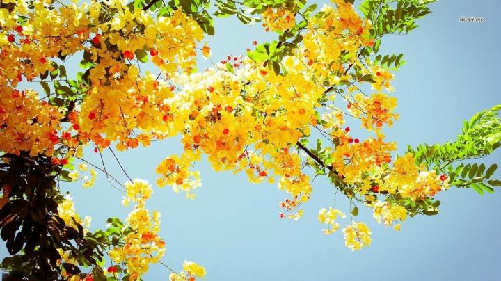 Yellow Aesthetic Desktop Wallpapers - Top Free Yellow Aesthetic Desktop 