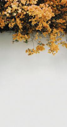 Yellow Aesthetic Flowers Wallpapers