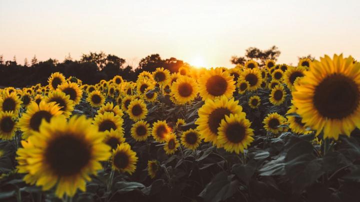 Yellow aesthetic background computer \u2022 Wallpaper For You HD Wallpaper 