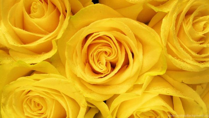 Aesthetic Rose Desktop Wallpapers - Top Free Aesthetic Rose Desktop 