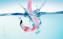 Flamingo Desktop Wallpaper