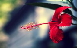 Flower Desktop Wallpaper Hd