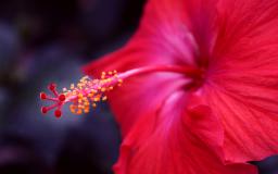 Flower Desktop Wallpaper Hd