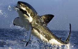 Shark Desktop Wallpaper