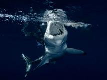 Shark Desktop Wallpaper