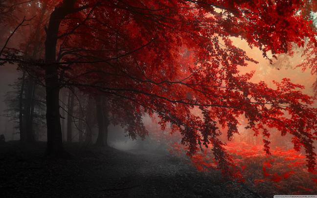 Aesthetic Autumn Wallpapers