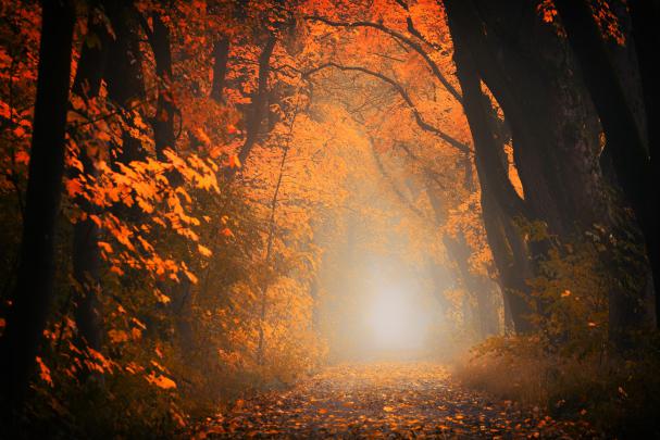 Autumn Forest Aesthetic Desktop Wallpapers