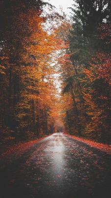 Autumn Aesthetic Wallpapers
