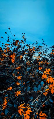 Vintage Aesthetic Autumn Wallpapers