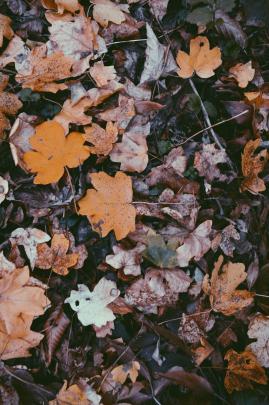 Aesthetic Autumn Wallpapers